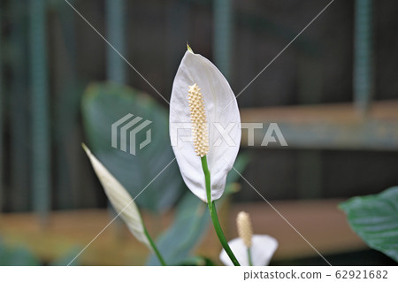 白西番蓮花 62921682