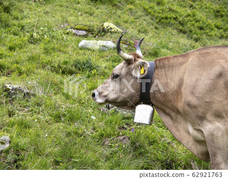Swiss cow with cowbell 62921763