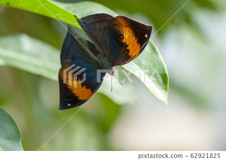 海螺鷹 海螺鷹 62921825