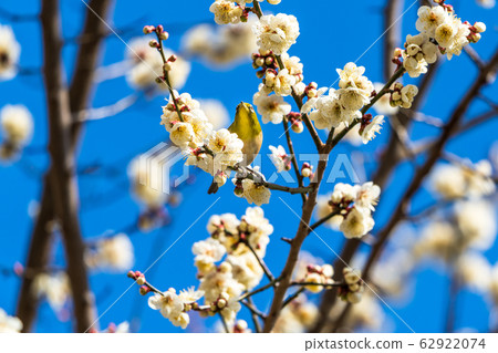Plum trees and white-eye Shiroishi City, Miyagi Prefecture 62922074