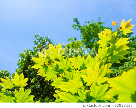 Young leaves of maple Young leaves of maple 62922183