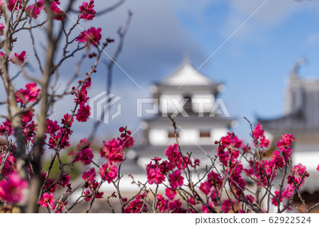 Shiroishi Castle and plum blossoms Shiroishi City, Miyagi Prefecture 62922524
