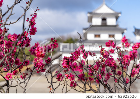 Shiroishi Castle and plum blossoms Shiroishi City, Miyagi Prefecture 62922526