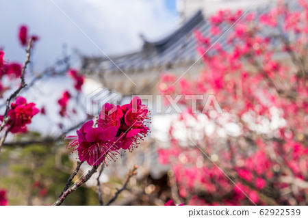 Shiroishi Castle and plum blossoms Shiroishi City, Miyagi Prefecture 62922539