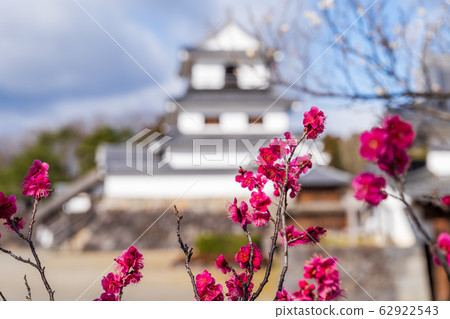 Shiroishi Castle and plum blossoms Shiroishi City, Miyagi Prefecture 62922543