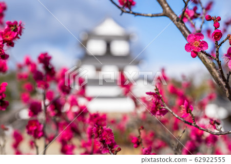 Shiroishi Castle and plum blossoms Shiroishi City, Miyagi Prefecture 62922555