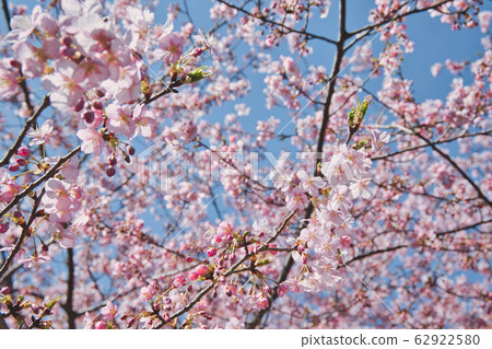 櫻桃樹 櫻桃樹 62922580