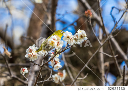 Plum trees and white-eye Shiroishi City, Miyagi Prefecture Plum trees and white-eye Shiroishi City, Miyagi Prefecture 62923180