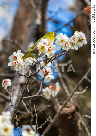 Plum trees and white-eye Shiroishi City, Miyagi Prefecture Plum trees and white-eye Shiroishi City, Miyagi Prefecture 62923182