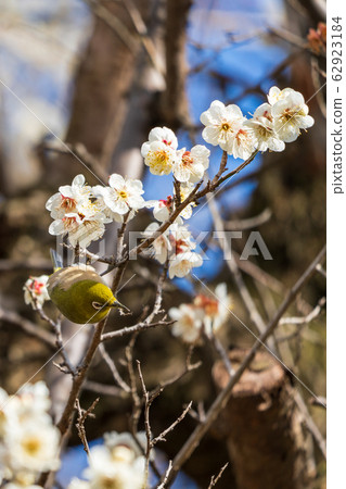 Plum trees and white-eye Shiroishi City, Miyagi Prefecture Plum trees and white-eye Shiroishi City, Miyagi Prefecture 62923184
