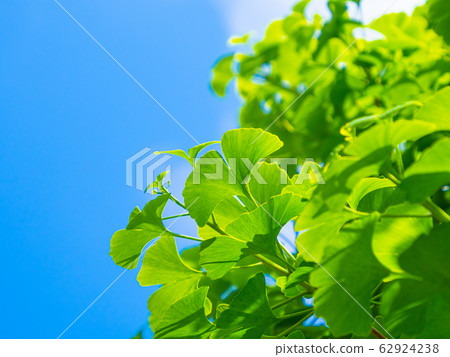 Fresh green of ginkgo biloba Fresh green of ginkgo biloba 62924238
