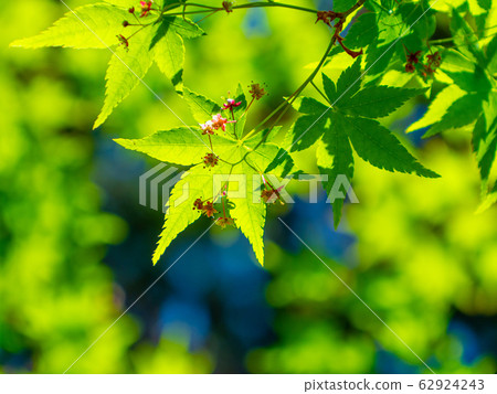 Fresh green maple and flowers 62924243