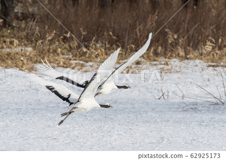Japanese crane flight 62925173