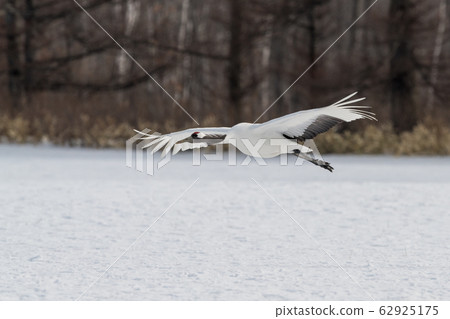 Japanese crane flight 62925175