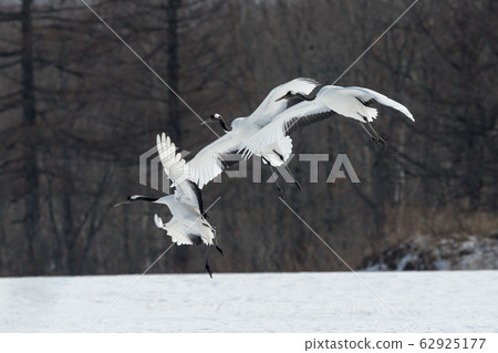 Japanese crane, before landing 62925177