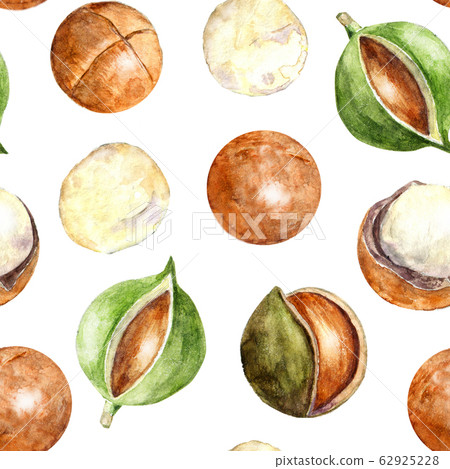 Watercolor pattern with macadamia nuts 62925228