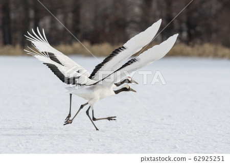 Japanese crane crane Japanese crane crane 62925251