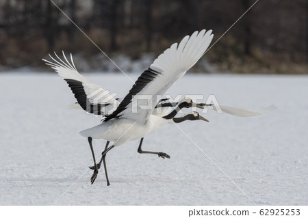 Japanese crane crane 62925253