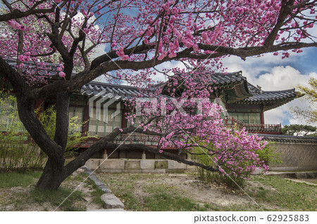 紅醪 紅醪 62925883