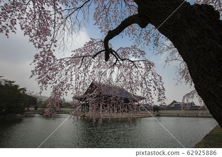 櫻花公園 櫻花公園 62925886