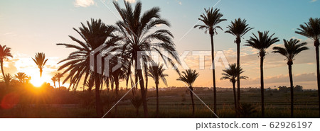 Palm trees silhouettes against glowing sun 62926197