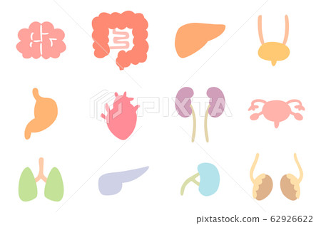 Organ internal organs icon 62926622