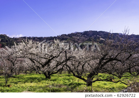 (Kanagawa Prefecture) Soga Bessho Bairin 62926722