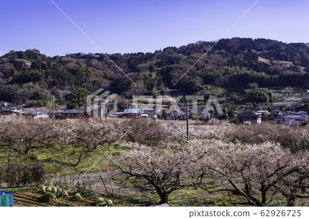 (Kanagawa Prefecture) Soga Bessho Bairin 62926725