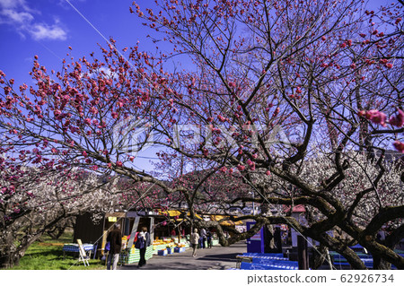 (神奈川縣)曾我別所Bairin李子節地點 (神奈川縣)曾我別所Bairin李子節地點 62926734