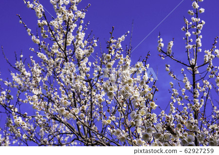 (Kanagawa Prefecture) Soga Bessho Bairin White Plum Blossom (Kanagawa Prefecture) Soga Bessho Bairin White Plum Blossom 62927259