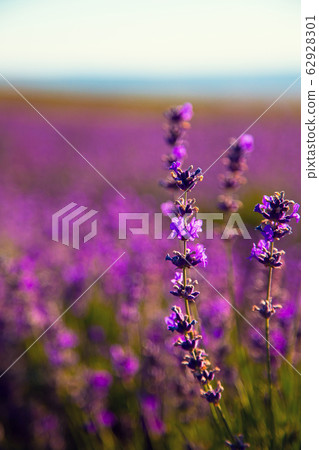 Lavender Flowers 62928301