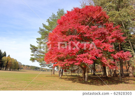 Akita Prefectural Scandinavian Park 62928303