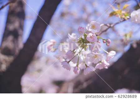Gobe Saki Photograph of clear blue sky and beautiful cherry blossoms Gobe Saki Photograph of clear blue sky and beautiful cherry blossoms 62928689