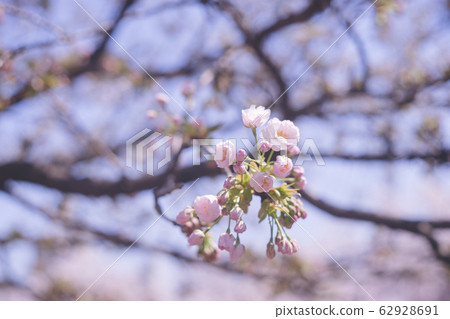 Gobe Saki Photograph of clear blue sky and beautiful cherry blossoms Gobe Saki Photograph of clear blue sky and beautiful cherry blossoms 62928691