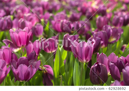 Purple tulip flower on blur background. Spring background. 62928692