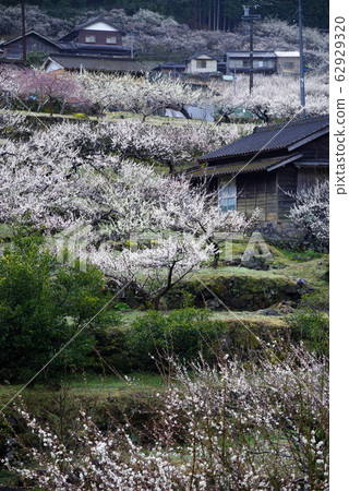 川里梅之裡 川里梅之裡 62929320