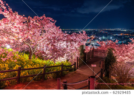 《神奈川縣》川津櫻花照亮/西平羽公園 62929485