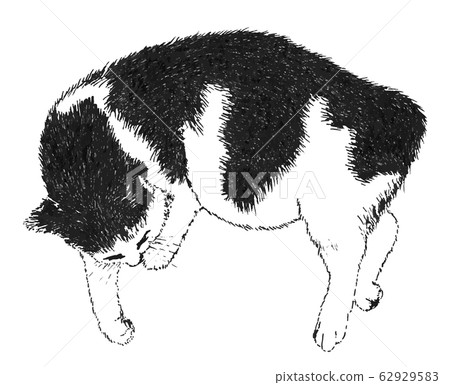 Sleeping Cat. Illustration Sleeping Cat. Illustration 62929583