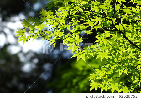 藍葉 藍葉 62929752