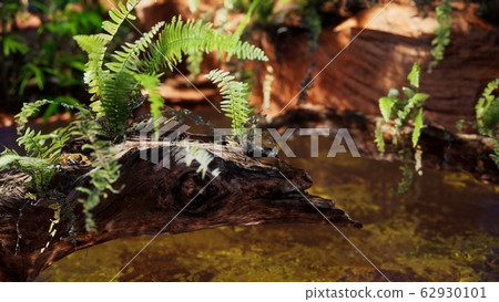 tropical golden pond with rocks and green plants tropical golden pond with rocks and green plants 62930101