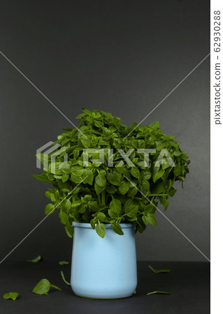 Fresh green basil bush in ceramic pot. Fresh green basil bush in ceramic pot. 62930288