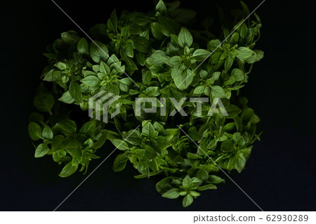Fresh green basil bush. Dark top view. Fresh green basil bush. Dark top view. 62930289