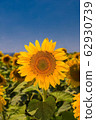 Blooming sunflower in the blue sky background 62930739