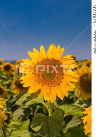 Blooming sunflower in the blue sky background Blooming sunflower in the blue sky background 62930739
