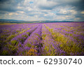 field of Lavender Flowers 62930740