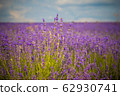 Lavender Flowers 62930741