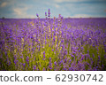 Lavender Flowers 62930742