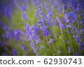 Lavender Flowers 62930743
