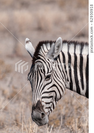 Burchell Zebra Equus Quagga Burchelli Grazing Stock Photo