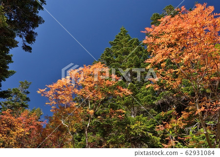 Take a picture of Tsugaike Natural Garden in autumn, the blue sky that penetrates high in the sky, fir and rowan 62931084